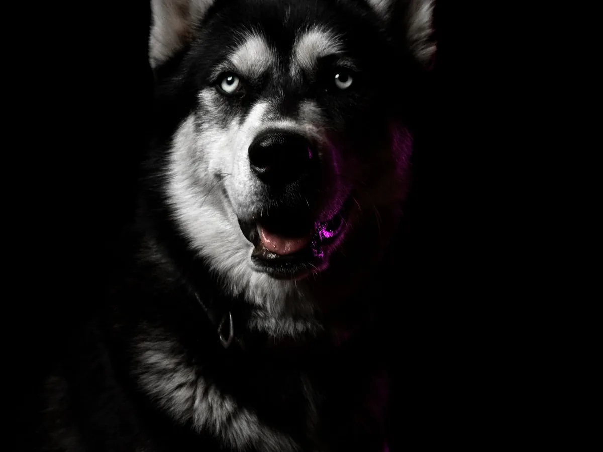 Pet Photographer in Lambeth