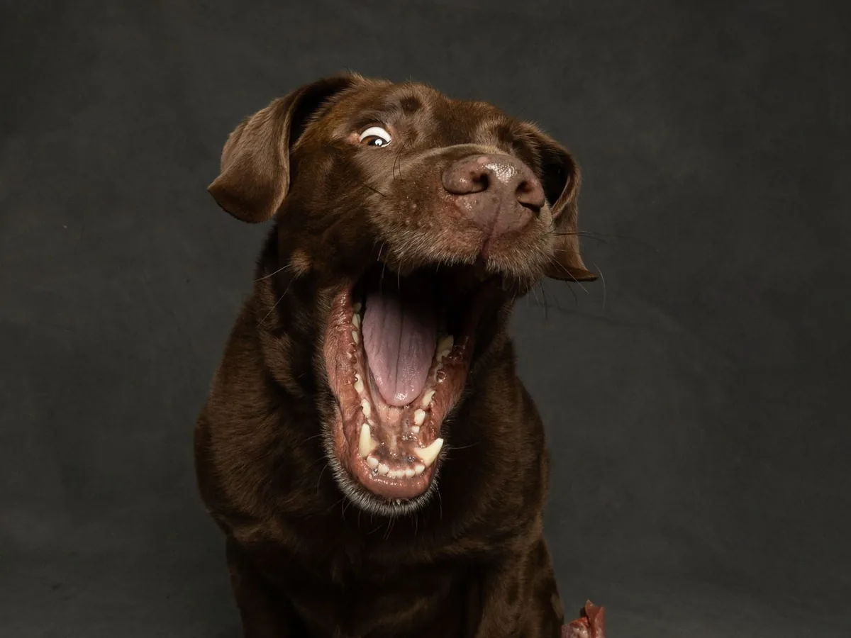 Pet photography near Edgware