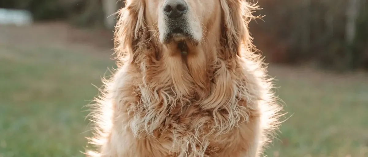 Golden retriever sitting in a sunlit field