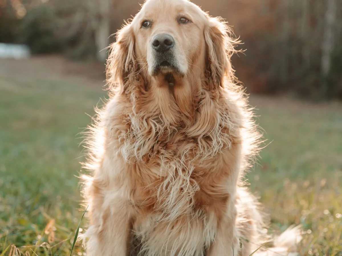 Pet photography in London