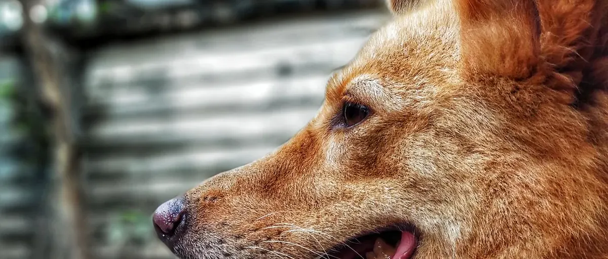 Golden brown dog in profile with its tongue out
