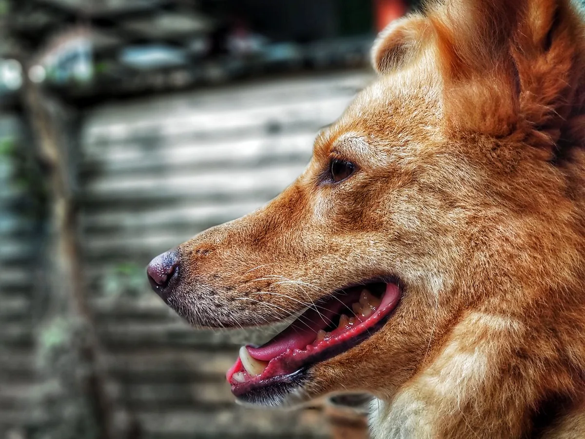 Pet photography near Lambeth