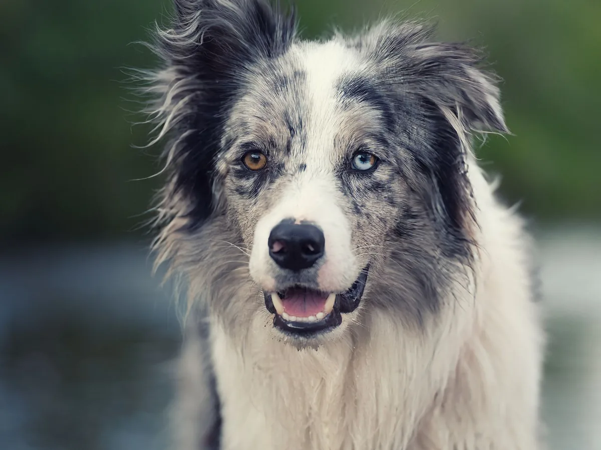 Pet Photographer in Maple Cross