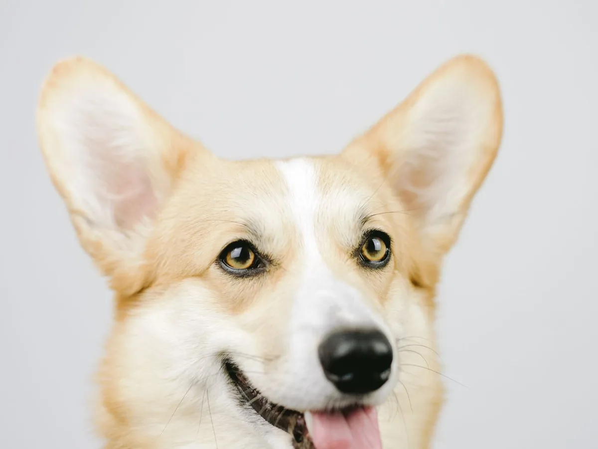 Pet Photographer in Hackney