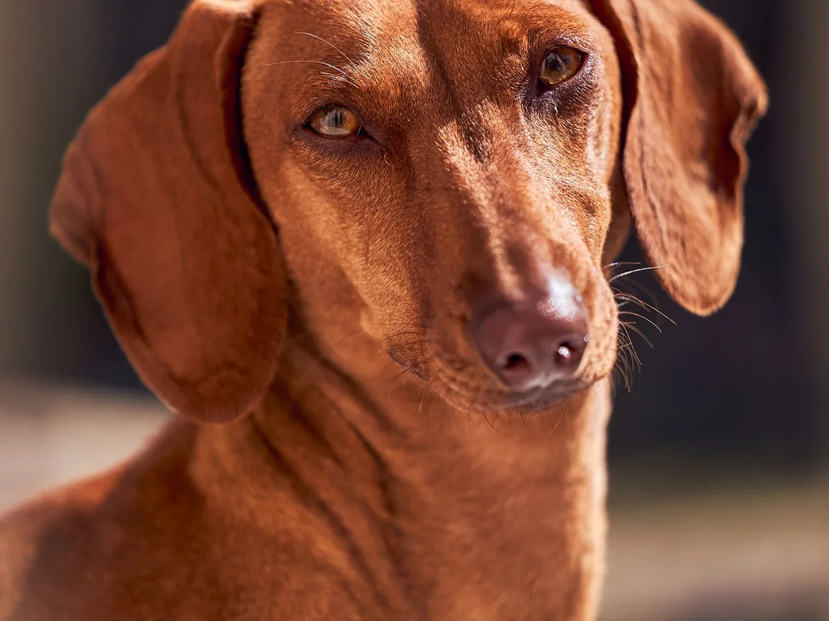 Dog portrait session in London