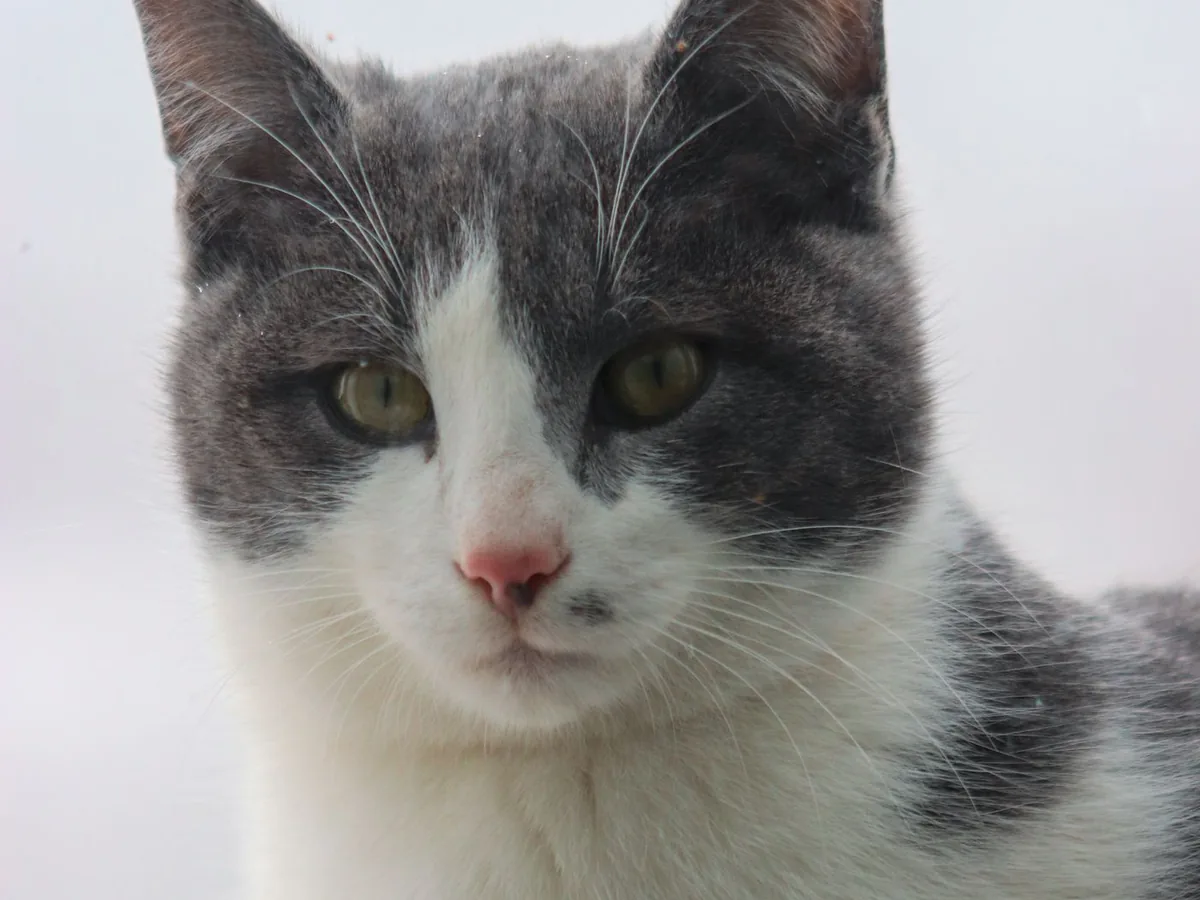 Pet Photographer in Sarratt