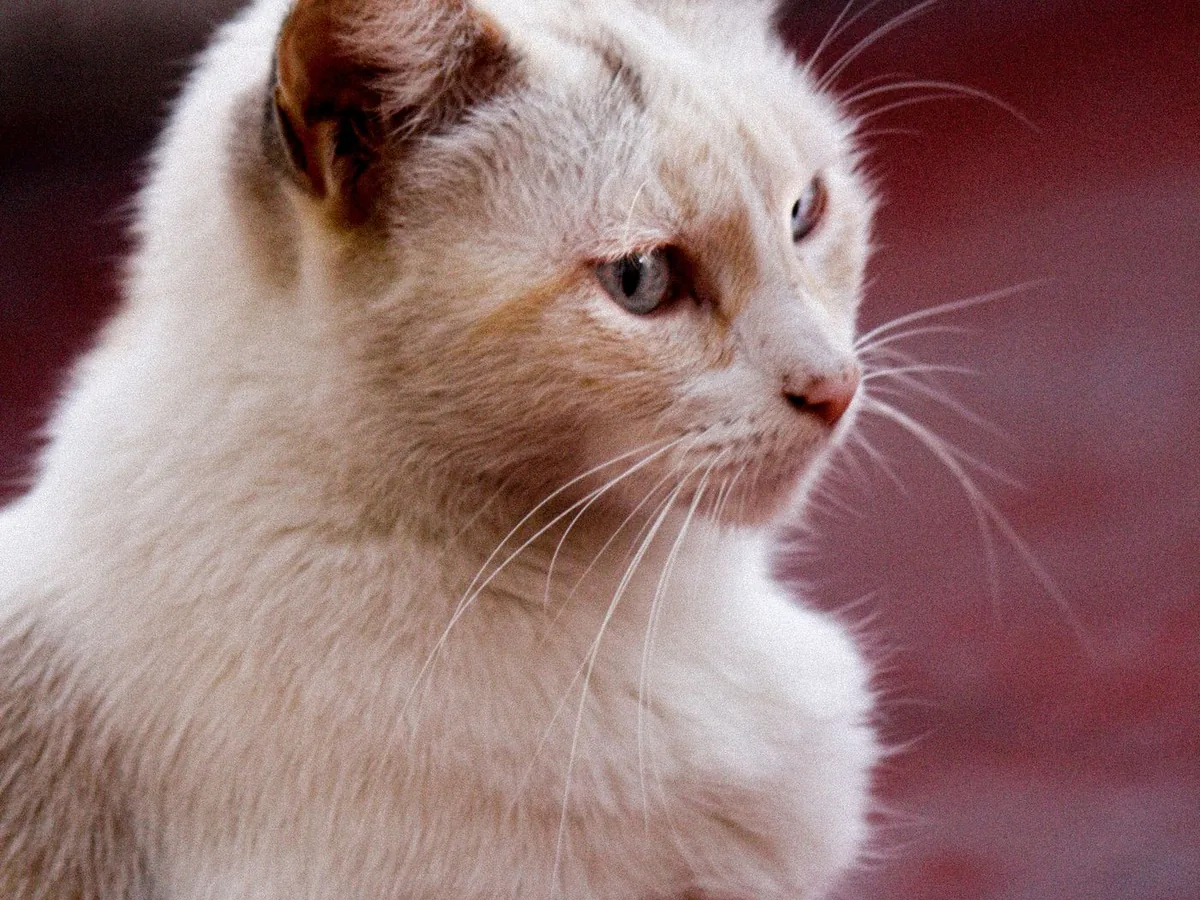 Pet photography near Hackney