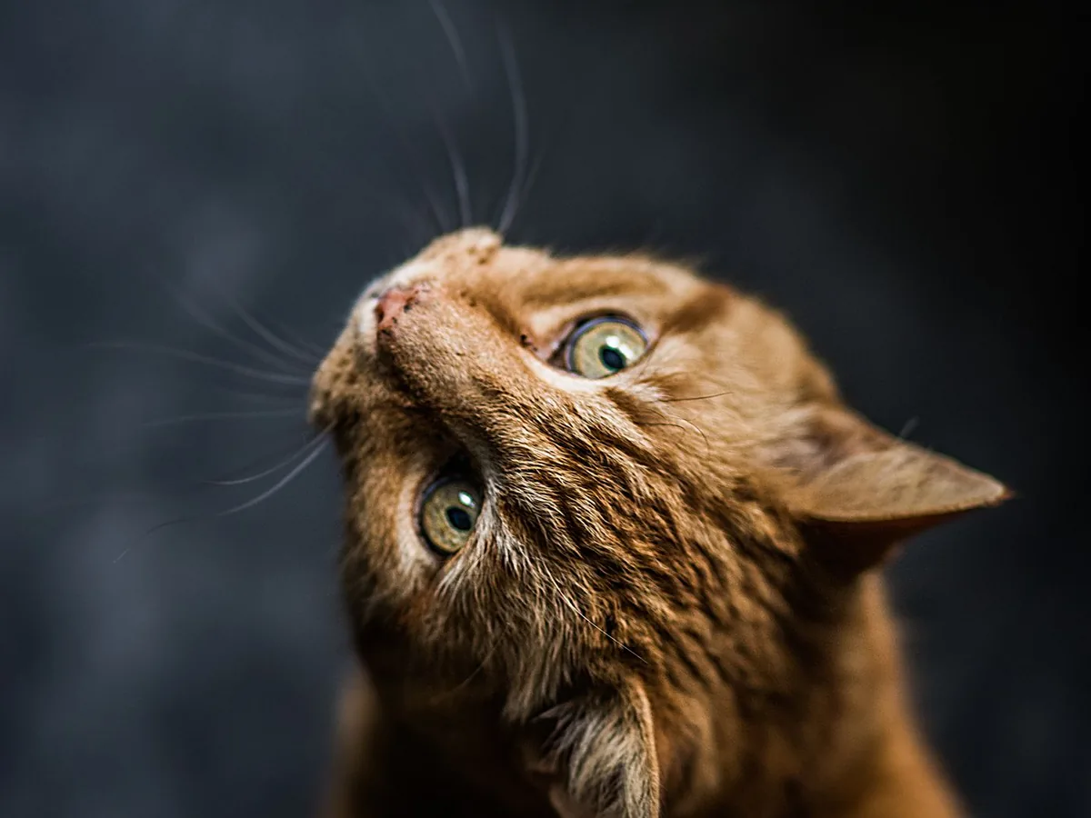 Pet Photographer in Edgware