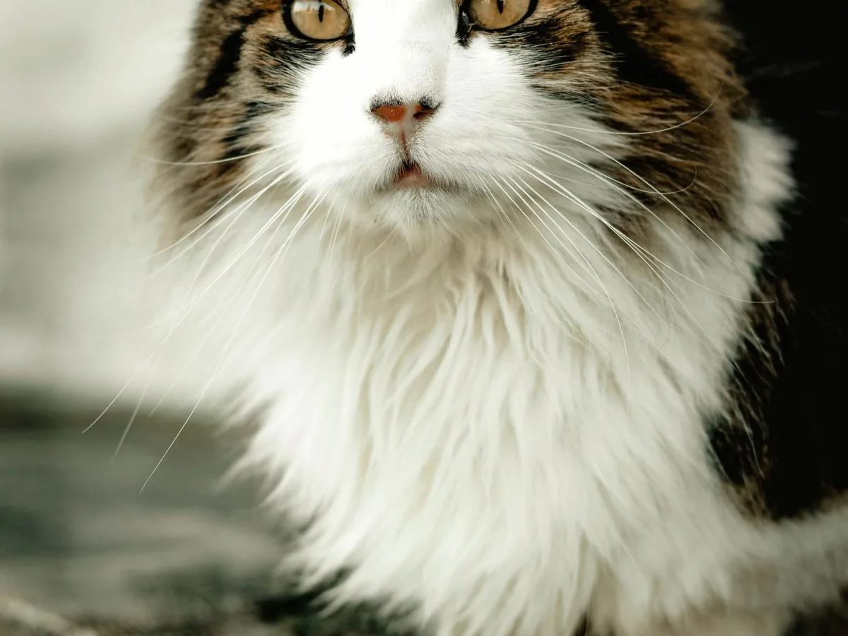 Pet photography near Sarratt