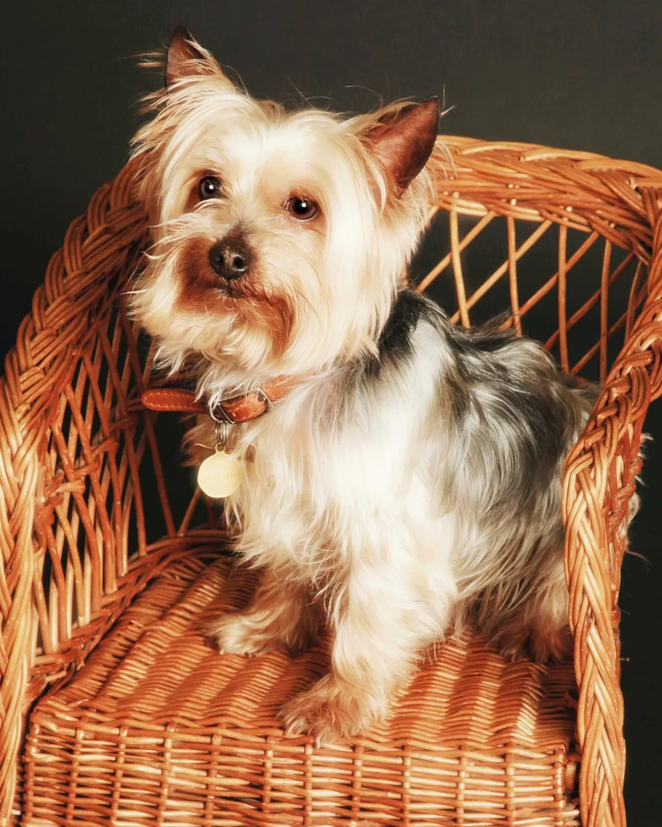 Pet photography in Harrow